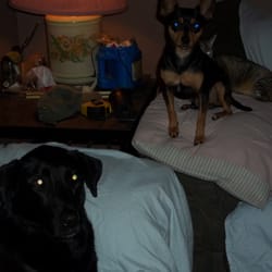 Joan Sessions Pet Services - Pet Friends