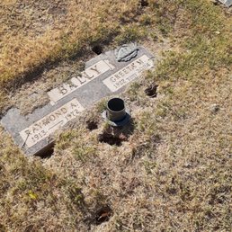 Holes/dead grass Holes/dead grass