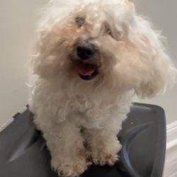 Alex's Pet Grooming Services - Before