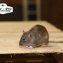 Photo of Pest-Pro Services
