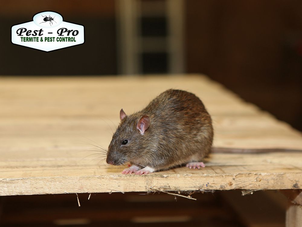 PESTPRO SERVICES Updated September 2024 12 Photos 3512 New