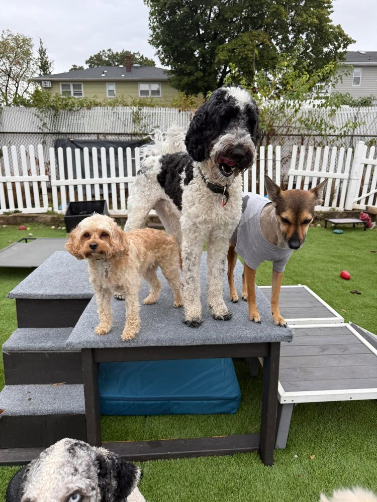 Mj’s Petsitting - pet boarding facility in Nutley, NJ