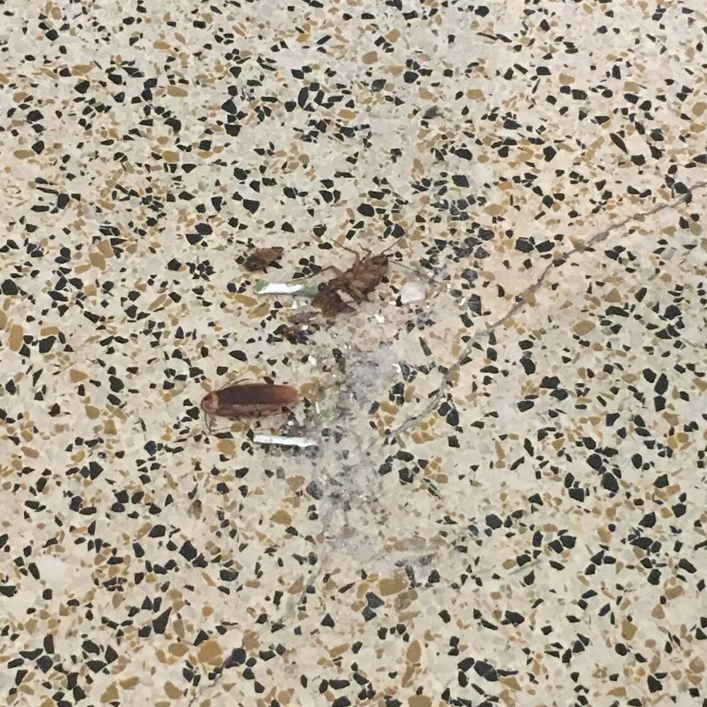 If you like to live amongst cockroaches, rent with Siesta 4 Rent. If you like to live amongst cockroaches, rent with Siesta 4 Rent.