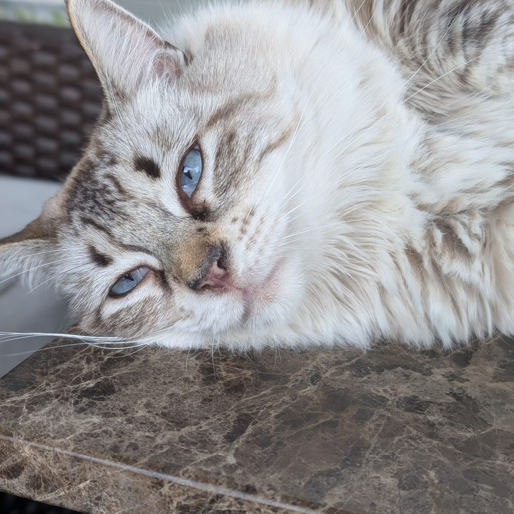 Who Grooms Cats near Me: Top Trusted Groomers Revealed!