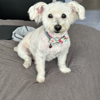Tails A Waggin - Addy - Pet Groomers Near Me - Henderson, Nevada