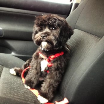 Howlistic Grooming - Max after his first haircut. Love this place and the groomer did a great job. Highly recommended. - Pet Groomers Near Me - Chicago, Illinois Howlistic Grooming - Max after his first haircut. Love this place and the groomer did a great job. Highly recommended. - Pet Groomers Near Me - Chicago, Illinois