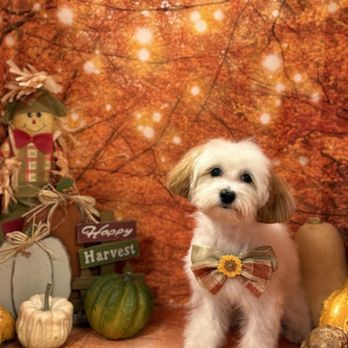 Spoiled Pup - Pet Groomers Near Me - Las Vegas, Nevada Spoiled Pup - Pet Groomers Near Me - Las Vegas, Nevada