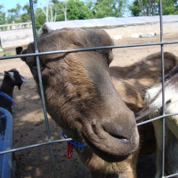 Catapano Dairy Farm - Farmers Market Near Me - Peconic, New York Catapano Dairy Farm - Farmers Market Near Me - Peconic, New York