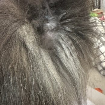 Dawg Gone Good Grooming - Dog grooming bald spot - Pet Groomers Near Me - Greenacres, Florida