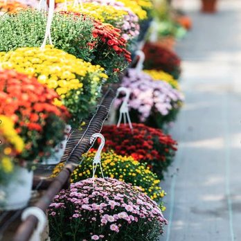 JonBoy's Plant Paradise - Simpson Greenhouse - Nurseries & Gardening Near Me - Ovid, Michigan