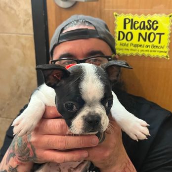 Perfect Pets - Pet Breeders Near Me - Centennial, Colorado