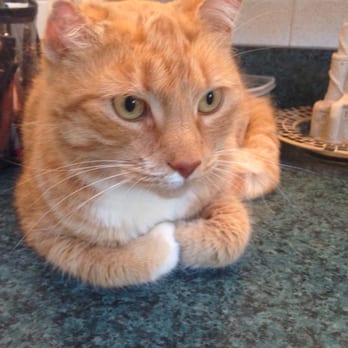 Dutchess County SPCA - Beautiful girl Nala - Animal Shelters Near Me - Hyde Park, New York