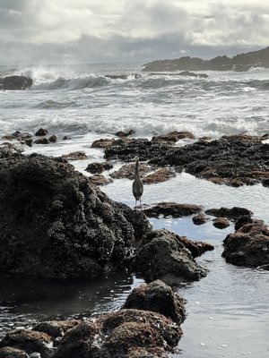 Yaquina Head Outstanding Natural Area by null