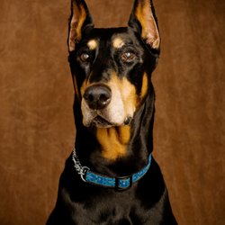 Todd L Beck, DMD - South Waterfront Dental - Our Portland dental mascot!