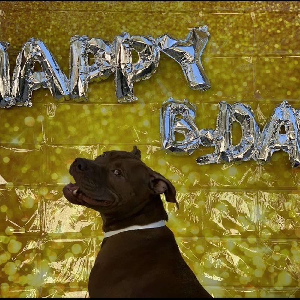 PetSuites Lawrenceville - Helping to celebrate a furry friend's b-day! - Pet Boarding Near Me - Lawrenceville, Georgia PetSuites Lawrenceville - Helping to celebrate a furry friend's b-day! - Pet Boarding Near Me - Lawrenceville, Georgia