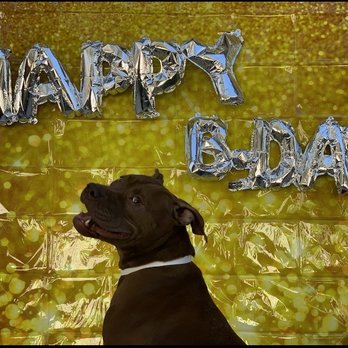 PetSuites Lawrenceville - Helping to celebrate a furry friend's b-day! - Pet Boarding Near Me - Lawrenceville, Georgia