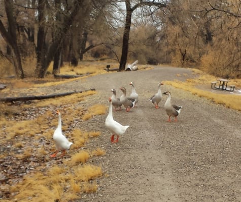 James M. Robb - Colorado River State Park by null