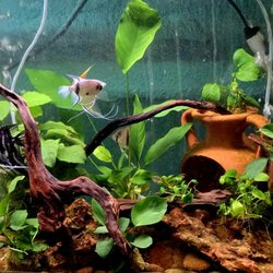 A-Z Aquatic