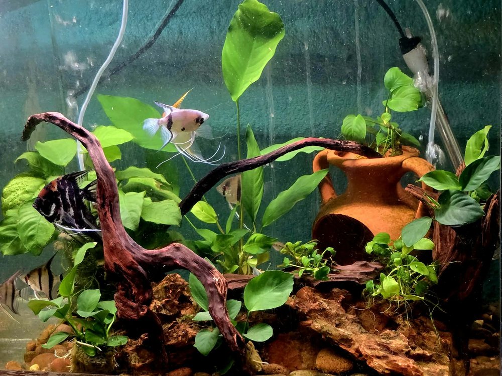 A-Z Aquatic