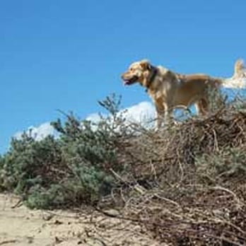 Ode To a Dog - King of the hill! Zach, client of Ode to a Dog, photo N.Aubourg - Dog Walkers Near Me Ode To a Dog - King of the hill! Zach, client of Ode to a Dog, photo N.Aubourg - Dog Walkers Near Me