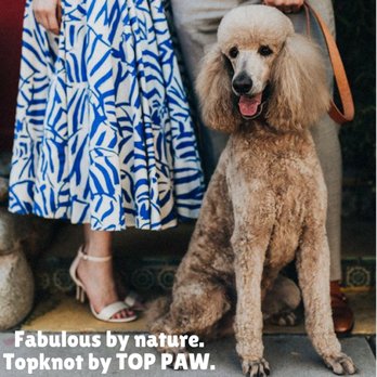 Top Paw Grooming - Pet Groomers Near Me - Tucson, Arizona Top Paw Grooming - Pet Groomers Near Me - Tucson, Arizona