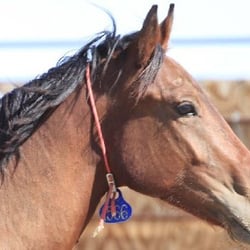 Breezy Bluff Riding Academy - This is FORD our BLM Mustang we adopted fall 2016 in reaction to seeing the movie UNBRANDED.. this is our 3rd BLM adoption!