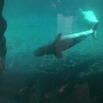 Shedd Aquarium - Beluga whales - pretty cool actually. - Aquariums Near Me - Chicago, Illinois Shedd Aquarium - Beluga whales - pretty cool actually. - Aquariums Near Me - Chicago, Illinois