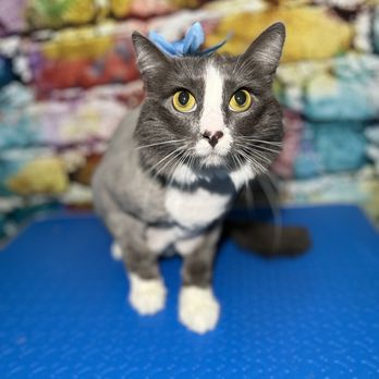 The Pawsitive Salon - Nickellet groomed by Stephanie - Pet Groomers Near Me - Bakersfield, California