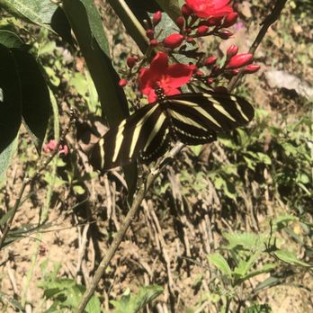 Vallarta Botanical Gardens - Planta butterflies - Botanical Gardens Near Me - Cabo Corrientes, JAL Vallarta Botanical Gardens - Planta butterflies - Botanical Gardens Near Me - Cabo Corrientes, JAL