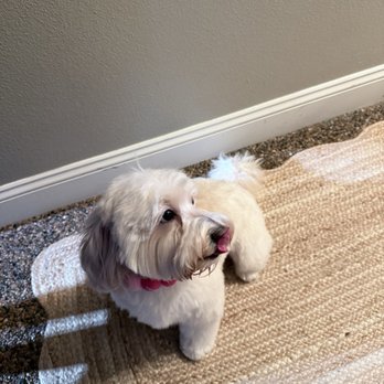 The Cutesy Groomer - Pet Groomers Near Me - Clovis, California The Cutesy Groomer - Pet Groomers Near Me - Clovis, California