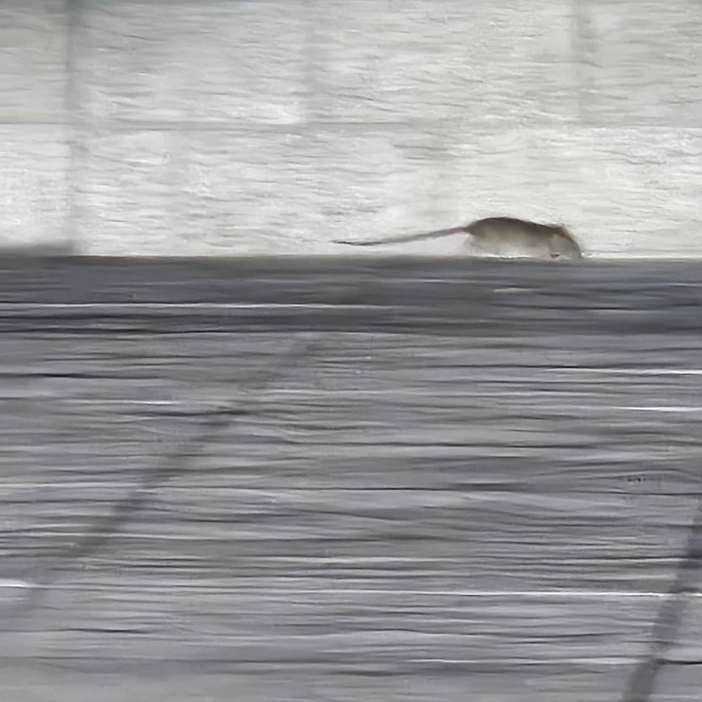 Panera Bread - Rats near front door of Panera Bread - Sandwiches Near Me - Northridge, California