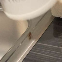 Cockroach. Screenshot taken from video we gave to front desk. Cockroach. Screenshot taken from video we gave to front desk.