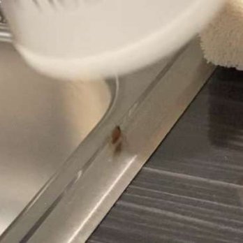 My Place Hotel-Bozeman, MT - Cockroach. Screenshot taken from video we gave to front desk. - Hotels Near Me - Bozemann, Montana My Place Hotel-Bozeman, MT - Cockroach. Screenshot taken from video we gave to front desk. - Hotels Near Me - Bozemann, Montana