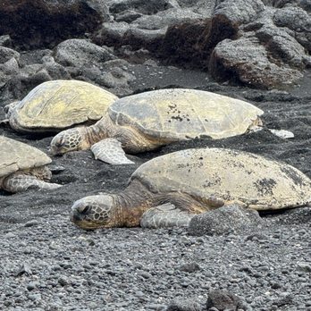 Punalu'u Black Sand Beach - Beaches Near Me - Pahala, Hawaii Punalu'u Black Sand Beach - Beaches Near Me - Pahala, Hawaii