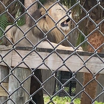 Naples Zoo - Lion - Zoos Near Me - Naples, Florida
