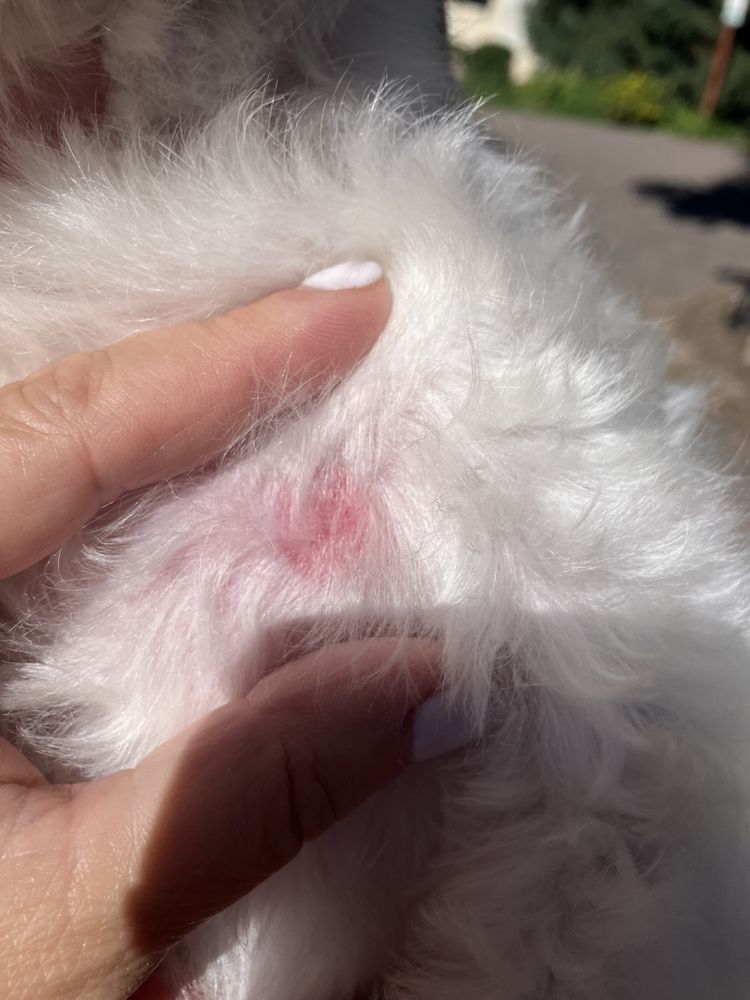 Vail Valley Animal Hospital - Eagle-Vail Image