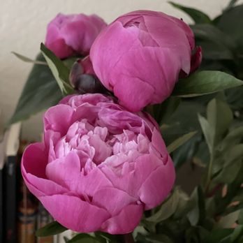Trader Joe's - Peonies, my favorite flowers in the world - Grocery Near Me - Chino Hills, California Trader Joe's - Peonies, my favorite flowers in the world - Grocery Near Me - Chino Hills, California