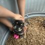 Idaho Puppy