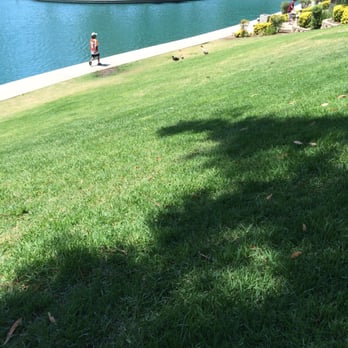 Temecula Duck Pond - Ducks - Parks Near Me - Temecula, California
