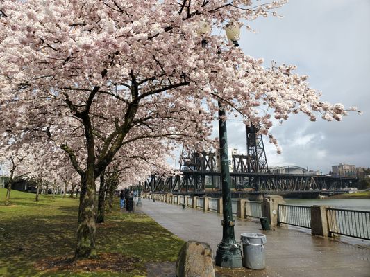 Portland Saturday Market by null