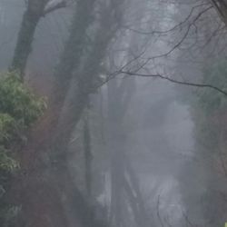 Speelmansrei - Looking upstream from the back yard on a foggy morning.