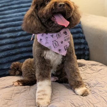 Pawssentials - Pet Groomers Near Me - Milpitas, California Pawssentials - Pet Groomers Near Me - Milpitas, California