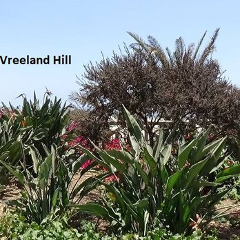 Palisades Park - Palisades Park in Santa Monica, California.  Photo by, George Vreeland Hill - Parks Near Me
