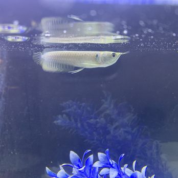 Bell Bird Farm - Silver Arowana - Pet Stores Near Me - Bell, California