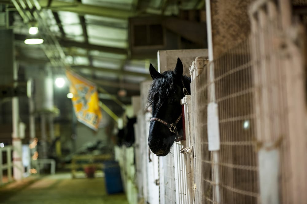 PROMISE EQUESTRIAN CENTER CLOSED 17 Photos 45W050 Beith Rd, Maple