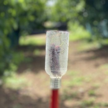 Very Mulberry - Pick Your Own Farms Near Me - Brentwood, California Very Mulberry - Pick Your Own Farms Near Me - Brentwood, California