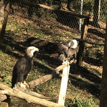 Zoo-Bear Hollow Wildlife Trail - Bald eagles - Zoos Near Me - Athens, Georgia