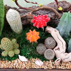 Garden Grove Florist - Cactus Arrangement