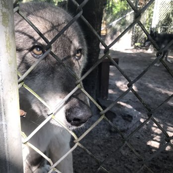 Shy Wolf Sanctuary Education & Experience Center - Dancer's face trying to lure us in to pet her. - Animal Shelters Near Me Shy Wolf Sanctuary Education & Experience Center - Dancer's face trying to lure us in to pet her. - Animal Shelters Near Me