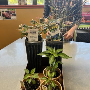 Westbrae Nursery - Check Out - Nurseries & Gardening Near Me - Berkeley, California